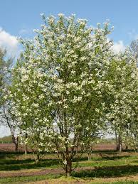 [10149] PRUNUS MAACKII AMBER BEAUTY (Caduc, 10 à 20 m)