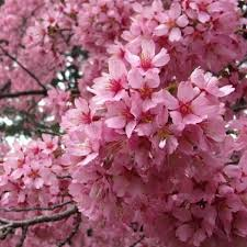 [10157] PRUNUS OKAME - CEPEE (Caduc, 3 à 5 m)