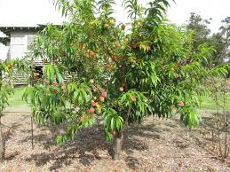 PRUNUS PERSICA (PECHER) - DEMI TIGE