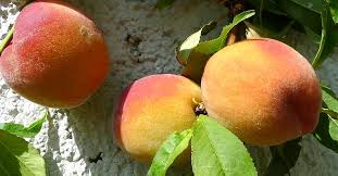 PRUNUS PERSICA (PECHER) - PALISSEE