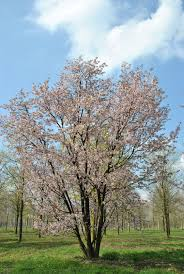 PRUNUS SARGENTI - DEMI TIGE