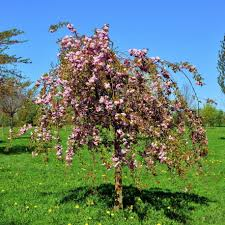 [10242] PRUNUS SERRULATA KIKU-SHIDARE-ZAKURA - TIGE (Caduc, 3 à 5 m)
