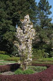 PRUNUS SERRULATA AMANOGAWA