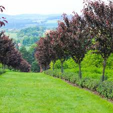 [10247] PRUNUS SERRULATA ROYAL BURGUNDY (Caduc, 5 à 10 m)