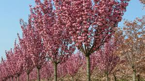 PRUNUS SERRULATA ROYAL BURGUNDY - TIGE