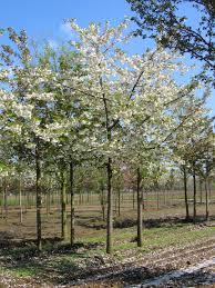 [10254] PRUNUS SERRULATA SHIROTAE - DEMI TIGE (Caduc, 5 à 10 m)