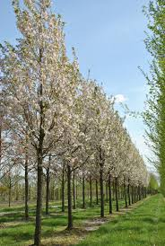 PRUNUS SERRULATA SUNSET BOULEVARD - TIGE