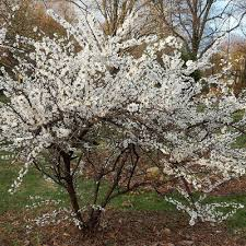 PRUNUS TOMENTOSA ORIENT - DEMI TIGE