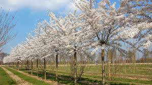 [10289] PRUNUS YEDOENSIS - TIGE (Caduc, 5 à 10 m)