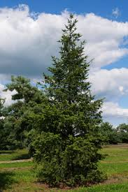 [10293] PSEUDOTSUGA MENZIESII (Persistant, +20 m)