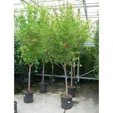 PUNICA GRANATUM (GRENADIER) - TIGE