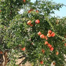 [10347] PUNICA GRANATUM (GRENADIER) MOLLAR DE ELCHE - DEMI TIGE (Caduc, 3 à 5 m)