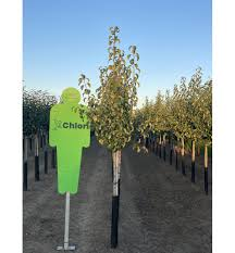 [10371] PYRUS COMMUNIS (POIRIER) - DEMI TIGE (Caduc, 3 à 5 m)