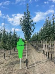 PYRUS COMMUNIS (POIRIER) - QUART TIGE