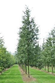 QUERCUS CASTANEIFOLIA - TIGE