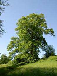 QUERCUS CERRIS - CEPEE