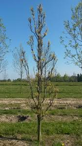QUERCUS COCCINEA FASTIGIATA