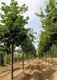 QUERCUS FRAINETTO - TIGE