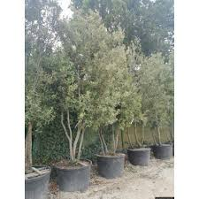 [10485] QUERCUS ILEX PARACHUTE (Persistant, 3 à 5 m)