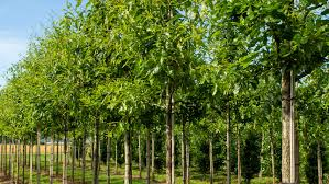 QUERCUS IMBRICARIA - TIGE