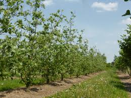QUERCUS ITHABURENSIS HEMELRIJK SILVER