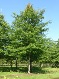 QUERCUS PALUSTRIS