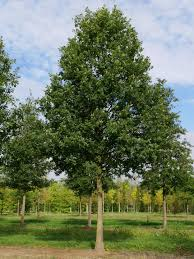 QUERCUS PETRAEA