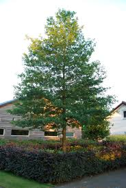 QUERCUS PHELLOS - RAMIFIE