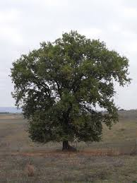 [10537] QUERCUS PUBESCENS - TIGE (Caduc, 10 à 20 m)