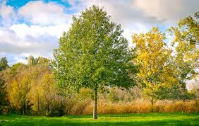 [10546] QUERCUS ROBUR (Caduc, +20 m)