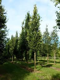 QUERCUS ROBUR FASTIGIATA - TIGE