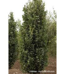 QUERCUS ROBUR FASTIGIATA KOSTER - TIGE