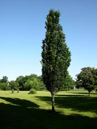 QUERCUS ROBUR REGAL PRINCE