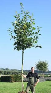 QUERCUS RUBRA - TIGE