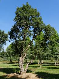 [10595] QUERCUS SUBER - DEMI TIGE (Persistant, 10 à 20 m)