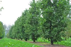 [10632] QUERCUS TURNERI PSEUDOTURNERI (Semi-persitant, 10 à 20 m)