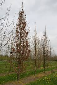 QUERCUS WIND CANDLE