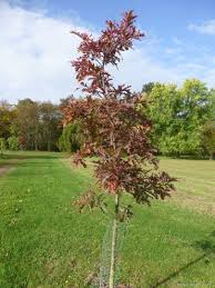 [10639] QUERCUS X SARGENTII THOMAS (Caduc, 10 à 20 m)