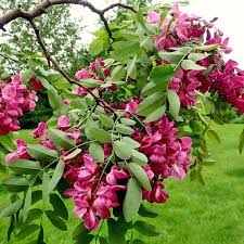 [10779] ROBINIA PSEUDOACACIA CASQUE ROUGE - TIGE (Caduc, 5 à 10 m)
