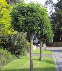 [10791] ROBINIA PSEUDOACACIA UMBRACULIFERA (ROBINIER BOULE) - DEMI TIGE (Caduc, 5 à 10 m)