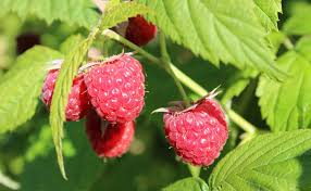 RUBUS IDAEUS (FRAMBOISIER)