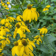 [10893] RUDBECKIA NITIDA HERBSTSONNE (Caduc, 150/200)