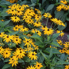 RUDBECKIA SULLIVANTII GOLDSTURM