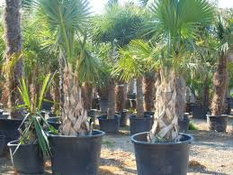 [10912] SABAL PALMETTO - TRONC (Persistant, 10 à 20 m)