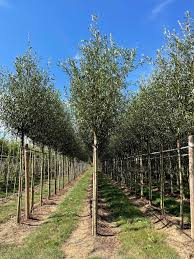 SALIX ALBA - TIGE