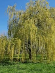 [10947] SALIX BABYLONICA - TIGE (Caduc, 10 à 20 m)