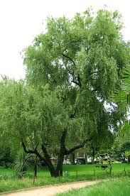 [10989] SALIX MATSUDANA TORTUOSA (Caduc, 10 à 20 m)