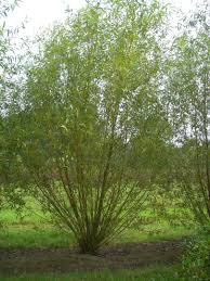 [11008] SALIX VIMINALIS (Caduc, 5 à 10 m)