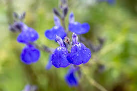 SALVIA CHAMAEDRYOIDES SILVER LEAVES