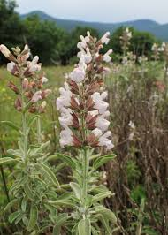 SALVIA FRUTICOSA